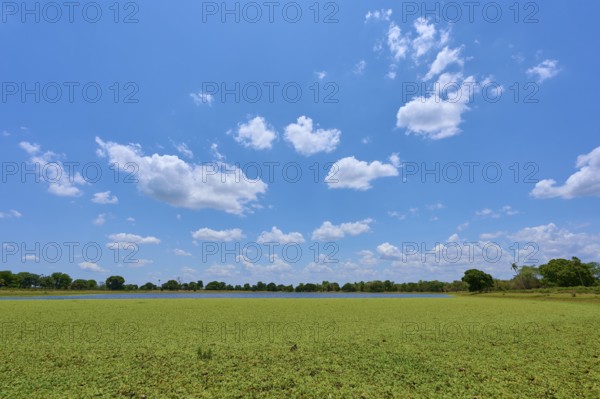 Clear blue sky with sheep clouds over a large lake with water lettuce, Fazenda Barranco Alto,