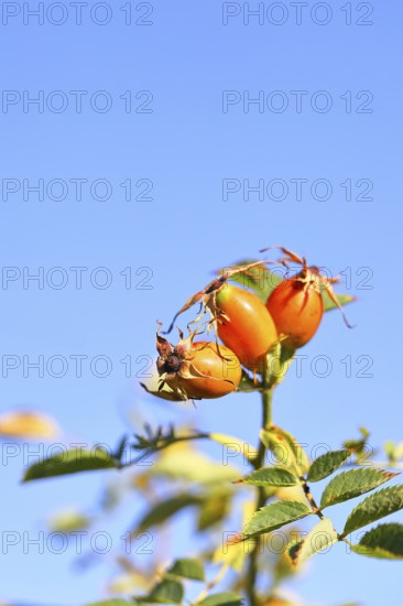 Ripe rosehip fruit of the dog rose (Rosa canina) on a branch, in front of a blue sky, Wilnsdorf,