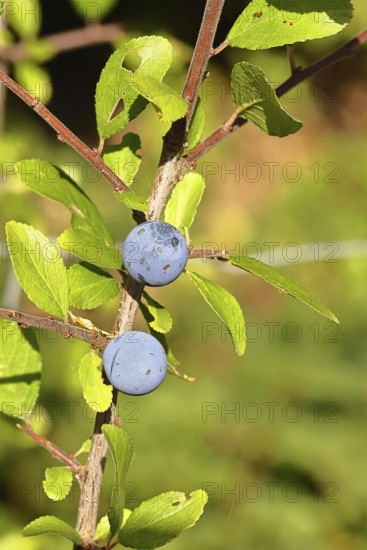 Blackthorn (Prunus spinosa), branch with ripe fruit, autumn, Wilnsdorf, North Rhine-Westphalia,