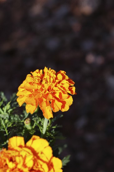 Bright orange flower of Tagetes erecta in close-up under sunlight with dark background, in a