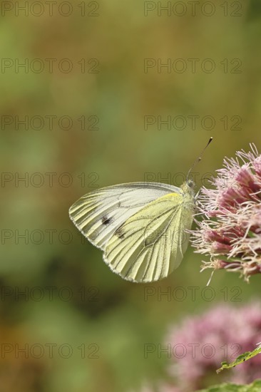 A Cabbage butterfly (Pieris brassicae) sucking nectar on the flower of a Hemp agrimony
