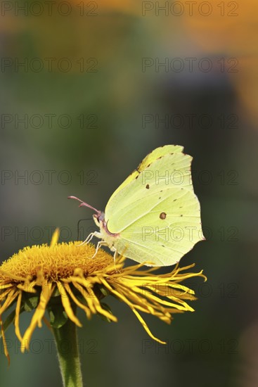 Lemon butterfly (Gonepteryx rhamny) on a yellow flower of a Great Telekie (Telekia speciosa),