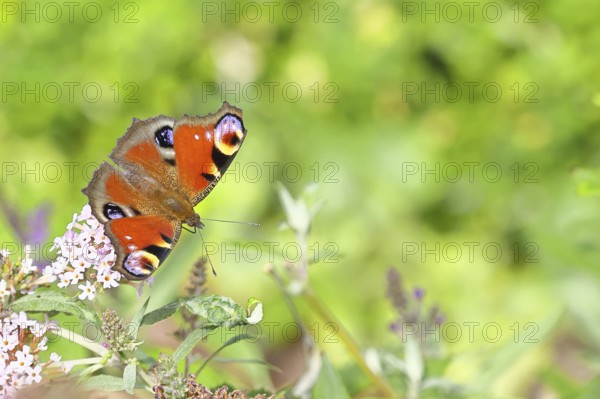 Peacock butterfly (Inachis io) sucking nectar on butterfly bush (Buddleja davidii), in a natural
