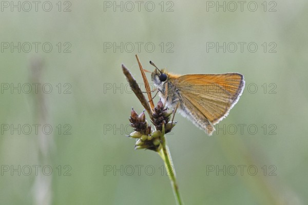 Large skipper (Ochlodes sylvanus, Augiades sylvanus), resting in the evening on a blade of grass in