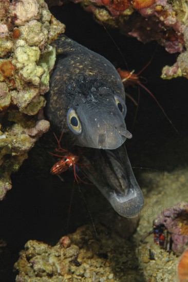 Underwater photo symbiotic behaviour symbiosis of Mediterranean moray eel (Muraena helena) opens