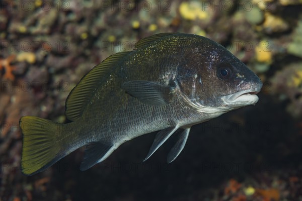 Underwater photo of common mullet (Sciaena umbra) hiding in a cave, Mediterranean Sea, Majorca,
