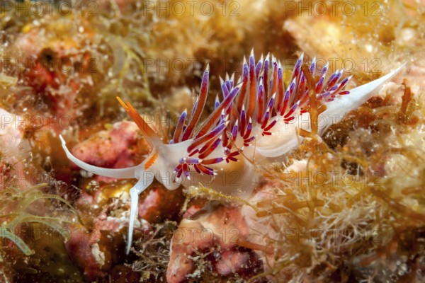 Underwater photo of nudibranch (Cratena peregrina) travelling thread snail with long appendages,