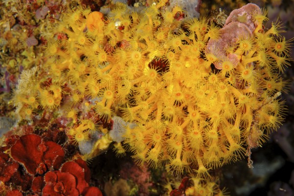 Underwater photo of colony of passively toxic poisonous marine animal Yellow cluster anemone