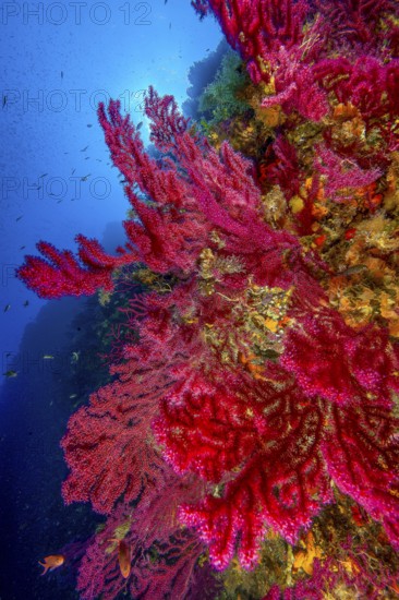 Underwater photo of Large fan of Red Violescent sea-whip (Paramuricea clavata), Mediterranean fan