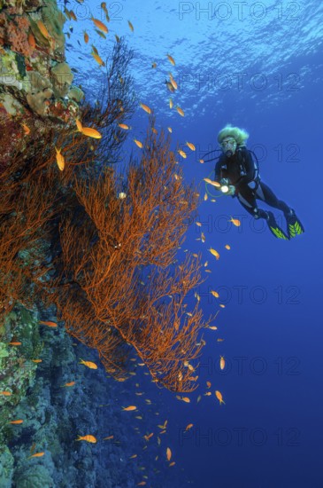 Underwater photo of Black coral (Antipathes dichotoma) growing on steep wall drop off of coral