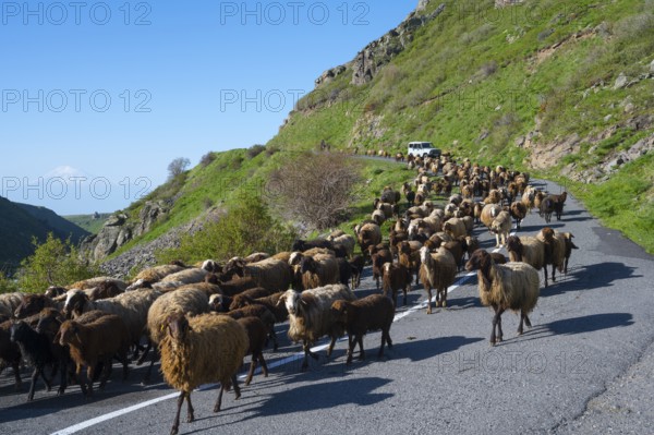 Large flock of sheep moving on a winding road through green hills, Amberd Gorge, with Mount Ararat