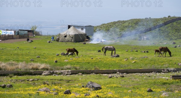 Tent and horses on a vast, blooming meadow in a mountain landscape, nomads, tents and caravans as