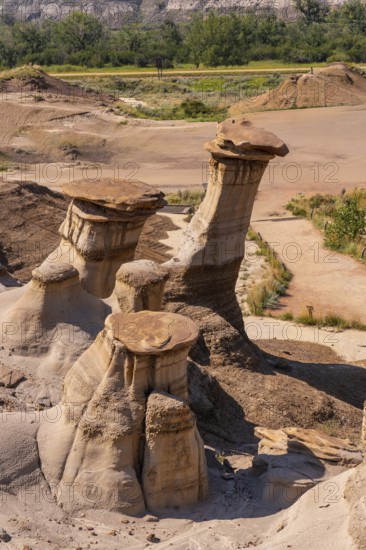 Unique hoodoo rock formations, sculpted by erosion, stand tall in the arid badlands near