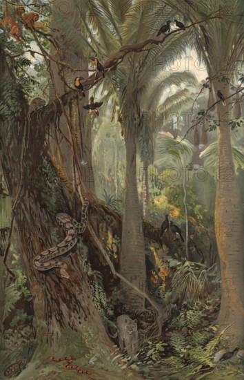 Scene in the Brazilian rainforest, authentic reproduction of a school mural, historical, around