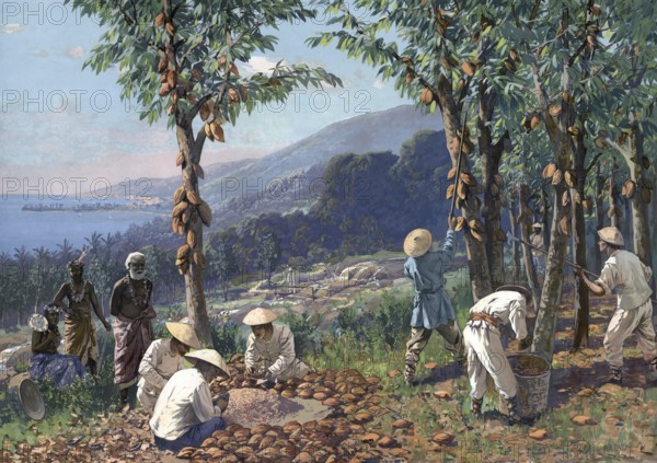 German colony, cocoa harvest in Samoa, authentic reproduction of a school mural, historical, around