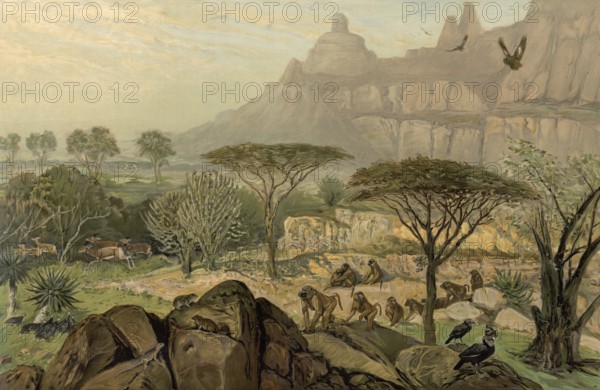 In the highlands of Abyssinia, today Simien National Park, also Semien National Park, Ethiopia,