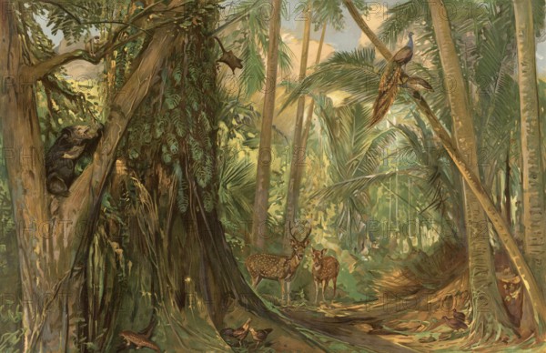 Landscape in the jungle of Ceylon, Sri Lanka, authentic reproduction of a school mural, historical,