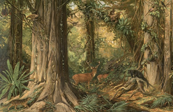 Jungle landscape in Indochina, the mainland areas of Southeast Asia, south of China and east of the