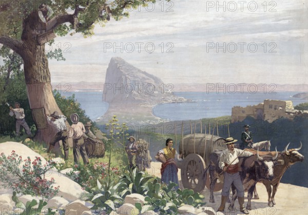 Winegrowers with a barrel on a wagon and harvesting from a cork oak against the backdrop of the