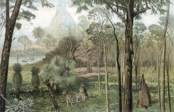 Eucalyptus forest in South Australia, authentic reproduction of a school mural, historic, around