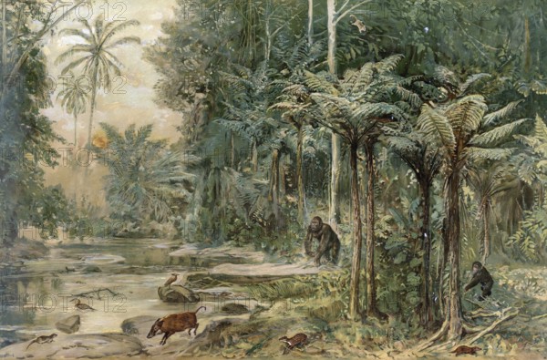Rainforest on the equator in West Africa, authentic reproduction of a school mural, historical,
