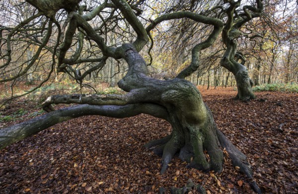 SÃ¼ntelbuchen (Fagus sylvatica), cripple beeches, Hexenwald, Semper Forest Park, near Lietzow,