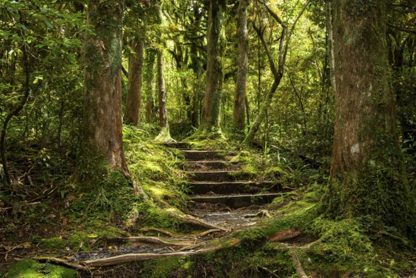Hiking trail in the forest, old trees, ferns, mosses and lichens. Dawson Falls Walking Tracks,