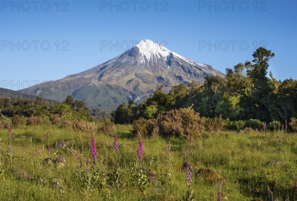 Mount Taranaki, in the foreground blooming foxglove (Digitalis purpurea) Egmont National Park,