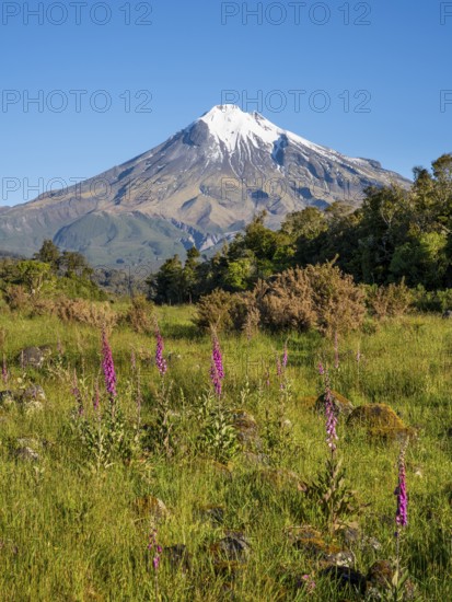 Mount Taranaki, in the foreground blooming foxglove (Digitalis purpurea) Egmont National Park,