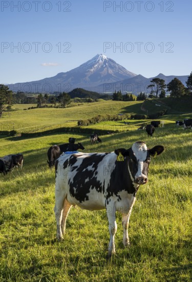 A herd of cattle in a pasture with Mount Taranaki in the background. Egmont National Park, Taranaki