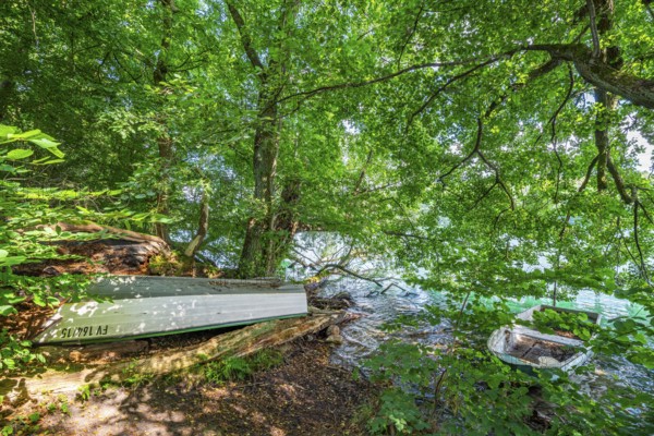 Two rowing boats under trees on the shores of Lake Schmaler Luzin, Feldberger Seenlandschaft,