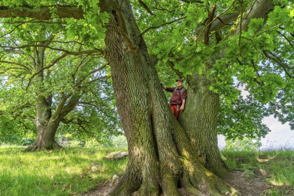 Hiker standing on an old oak (Quercus) in the nature reserve Hullerbusch, Carwitz, Feldberger