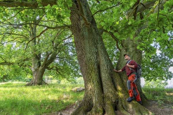 Hiker standing at an old oak (Quercus) in the nature reserve Hullerbusch, Carwitz, Feldberger