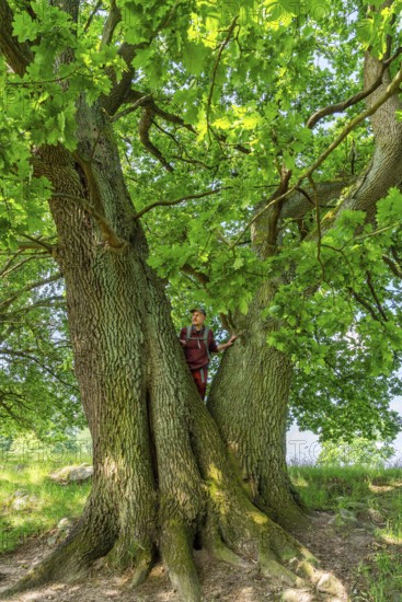 Hiker standing on an old oak (Quercus) in the nature reserve Hullerbusch, Carwitz, Feldberger