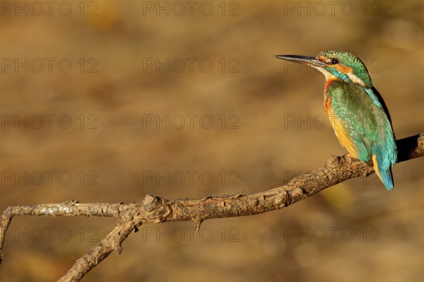 The plumage of the kingfisher (Alcedo atthis) shines even more impressively in the light of the