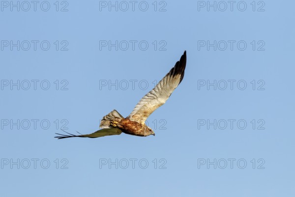 At the last moment, the male marsh harrier (Circus aeruginosus) spotted me and looked briefly in my