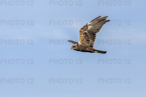 A female marsh harrier (Circus aeruginosus) foraging over a reed belt, unlike many other raptor
