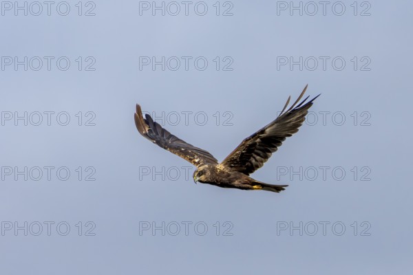 A female marsh harrier (Circus aeruginosus) flies over a reed belt in search of food, hunting,