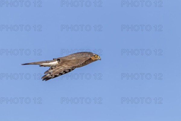A sparrowhawk (Accipiter nisus) Terzel in typical flying posture hunting for songbirds, Terzel is
