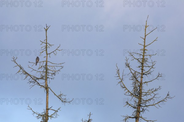 A male sparrowhawk (Accipiter nisus) sits in the crown of a dead spruce looking for possible prey,
