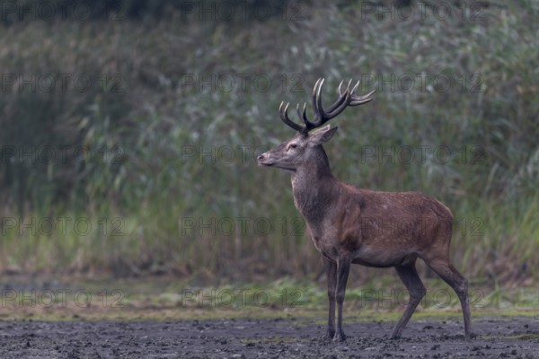A young red deer (Cervus elaphus) in top physical condition appears on the bank of a pond, rutting