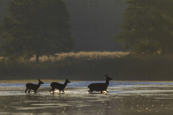 In the early morning a red deer (Cervus elaphus) with two calves crosses a pond, rutting season,