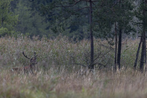 After a long wait, a red deer (Cervus elaphus) finally emerges from the reed belt, rutting season,
