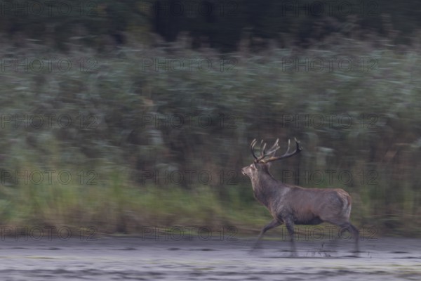 Something attracts the attention of a red deer (Cervus elaphus), probably another red deer in the