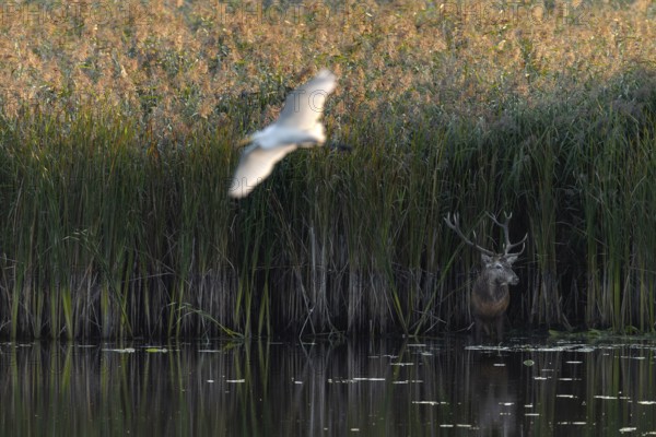 While the red deer (Cervus elaphus) is standing on the edge of the reed belt, a great white egret