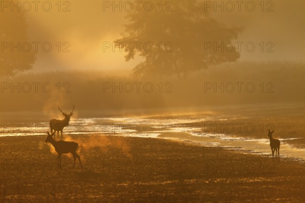 The red deer (Cervus elaphus) lets doe and calf pass, the breath is clearly visible in the