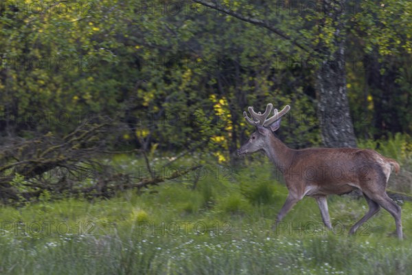 A red deer (Cervus elaphus) in its velvet coat, returning from a forest meadow to the forest after