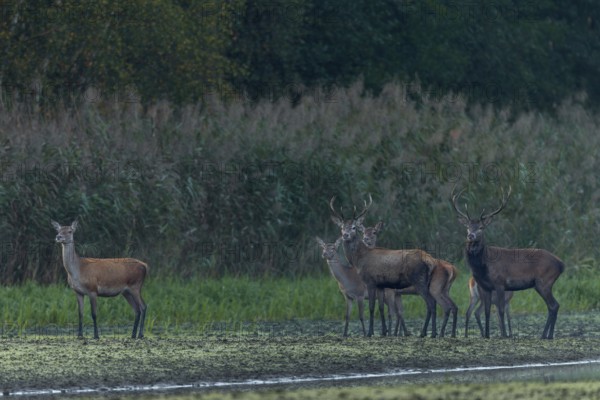 For a brief moment, the small herd of red deer (Cervus elaphus) pauses and secures, rutting season,