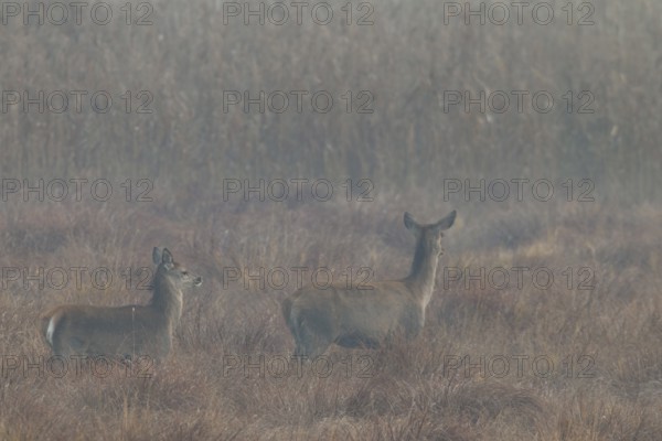 A red deer (Cervus elaphus) with calf walks attentively across a marshy meadow, morning mist,
