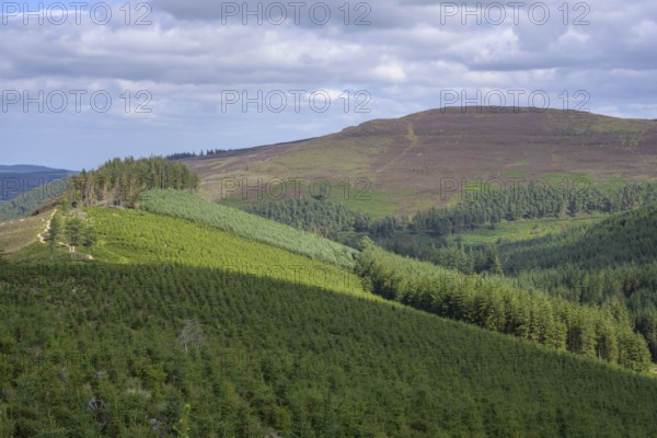 Monocultures of conifers, Wicklow Mountains National Park, Glendalough, Brockagh, County Wicklow,